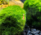 2Pcs Moss Balls for Fish Tank Aquarium Plants Freshwater marimo Decorative, Green, 1.2-1.5" (2)