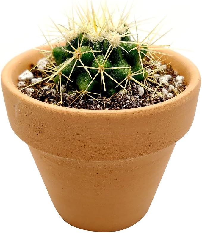 Live Cactus Plants, Fully Rooted 2-inch Cactus Succulent Plants, Rare Varieties for Gift or Home Decoration (Golden Barrel Cactus)