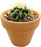 Live Cactus Plants, Fully Rooted 2-inch Cactus Succulent Plants, Rare Varieties for Gift or Home Decoration (Golden Barrel Cactus)