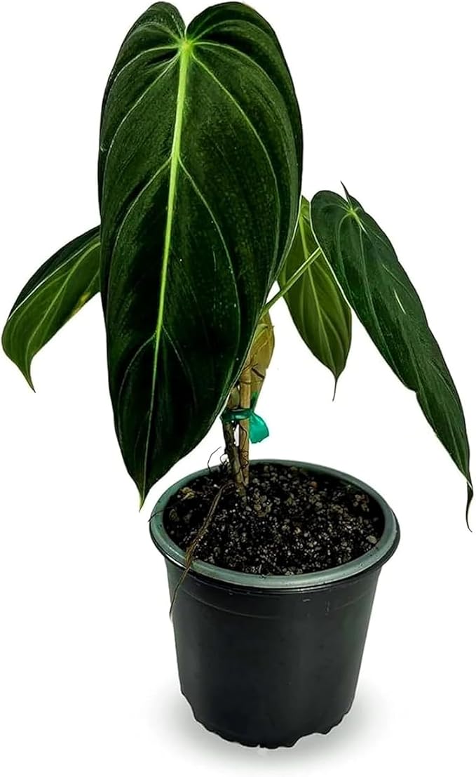 LEAL PLANTS ECUADOR Philodendron Melanochrysum|Exotic Indoor Houseplant for Living Room | Live Philodendron Plant |Beautiful Dark Melanochrysum for Home Decor