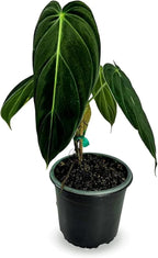 LEAL PLANTS ECUADOR Philodendron Melanochrysum|Exotic Indoor Houseplant for Living Room | Live Philodendron Plant |Beautiful Dark Melanochrysum for Home Decor