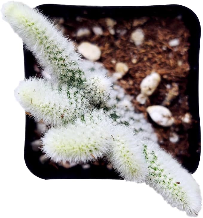 Live Cactus Plants, Fully Rooted 2-inch Cactus Succulent Plants, Rare Varieties for Gift or Home Decoration (Bunny Ear Cactus)