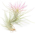Fuchsia Colorful Tillandsia Air Plants - Long Lasting Color Enhanced Live Tillandsia Succulent House Plants - Home and Garden Decor - Easy Care Indoor/Outdoor Plants (Funckiana, Single)