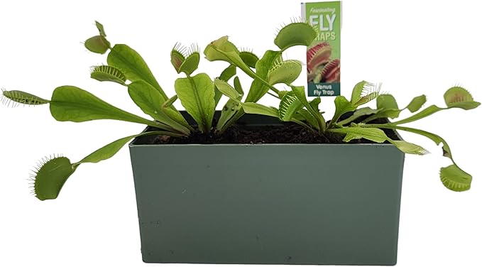 Unique Gardener Grow Your Own Venus Fly Trap, Complete Adults Square Terrarium Starter Kit to Plant Fascinating Man Eating Fly Traps, Includes All Supplies for Indoor Flytrap Terrariums