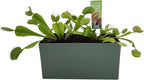 Unique Gardener Grow Your Own Venus Fly Trap, Complete Adults Square Terrarium Starter Kit to Plant Fascinating Man Eating Fly Traps, Includes All Supplies for Indoor Flytrap Terrariums