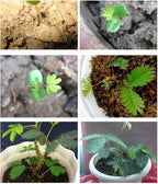 200 Sensitive Plant Seeds(Mimosa Pudica) for Indoor/Balcony Planting, Non-GMO Perennial Potted Flower Seeds