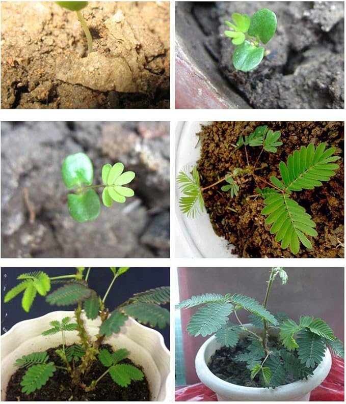 200 Sensitive Plant Seeds(Mimosa Pudica) for Indoor/Balcony Planting, Non-GMO Perennial Potted Flower Seeds