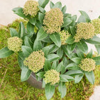 RedCrocus Japanese Skimmia Japonica Male Evergreen Shrub Shade Garden Fragrant Blooms Deer Resistant Pet Safe 2 Gallon