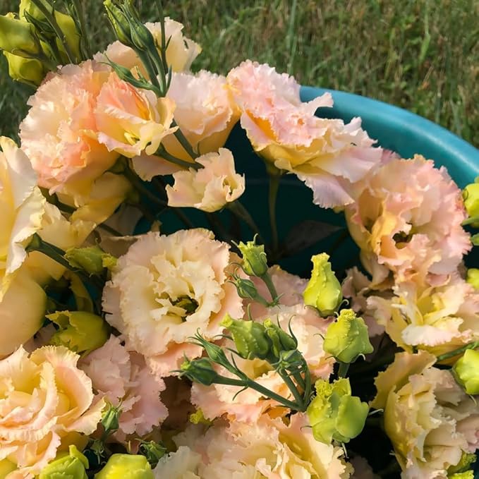 Eustoma Lisianthus Plant Live, Lisianthus Flowers Well Rooted Plug 2-3 Inch Height, Lisianthus Thornless Roses Seedling (Pink Yellow Lisianthus)
