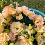 Eustoma Lisianthus Plant Live, Lisianthus Flowers Well Rooted Plug 2-3 Inch Height, Lisianthus Thornless Roses Seedling (Pink Yellow Lisianthus)