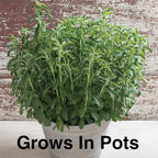 Natural Herbal Live Zero Calorie Sugar Replacement. Stevia Plants. Sweet Leaf, Sugar Leaf, Natural Sugar Substitute Herb, Easy to Grow (2 stevia Cups)