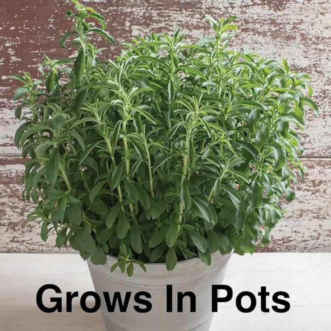 Natural Herbal Live Zero Calorie Sugar Replacement. Stevia Plants. Sweet Leaf, Sugar Leaf, Natural Sugar Substitute Herb, Easy to Grow (4 stevia sacs)