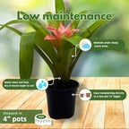 BubbleBlooms Colorful Bromeliad Assortment, 4 inch Set of 3, Guzmania Variety