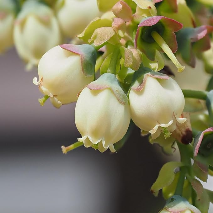 Brighter Blooms - Top Hat Blueberry Bush, 1 Gallon - No Shipping to AK, AZ, CA, GA, HI, MI, OR, WA