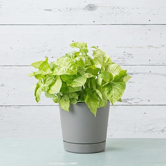 Root & Vessel Majestic Full Depth Round Cylinder Pot, Glossy Gray, 10-Inch (10100)