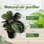 BubbleBlooms Calathea Medallion, Roseopicta in a 4 inch Pot Regal Rose, Rabbit Ear Prayer Plant