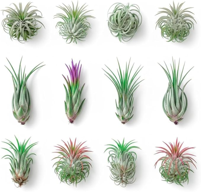 20 Tillandsia Air Plants, Live Succulents Indoor Plants, Assorted Airplants Variety for Decoration, Terrariums, and Office