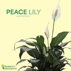 Thorsen's Greenhouse Live Peace Lily Plant, Spathyphylum, Low Light, Easy to Grow, Natural Air Purifier Live Indoor Plant, 4-6" Diameter Pot (Chocolate, 6-inch Pot)