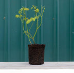 Heirloom Roses Live Rose Bush - Forever & Ever® Pink Shrub Rose Plant for Outdoor Planting