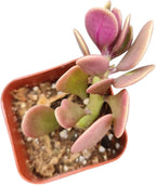 Live Succulent Cactus Plants (2" Pot Senecio Jacobsenii Trailing Jade)