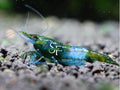 SF Aquatic™ 20 Green Rili High Grade Neocaridina Live Freshwater Aquarium Shrimps Fully Mature Breeding Age. Live Arrival Guarantee.