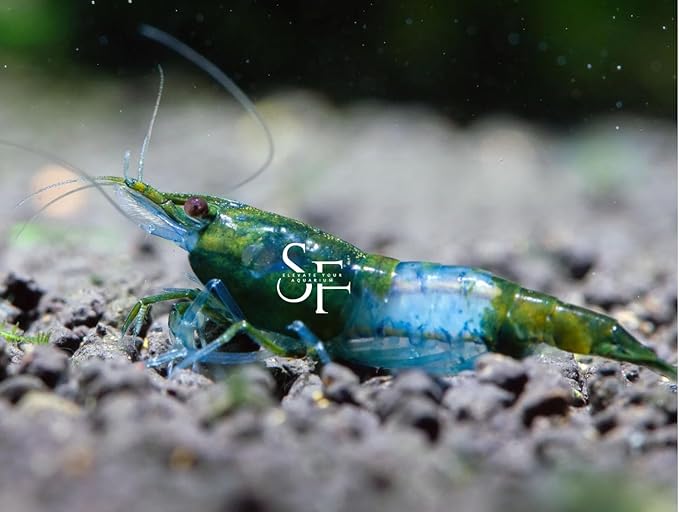 SF Aquatic™ 20 Green Rili High Grade Neocaridina Live Freshwater Aquarium Shrimps Fully Mature Breeding Age. Live Arrival Guarantee.