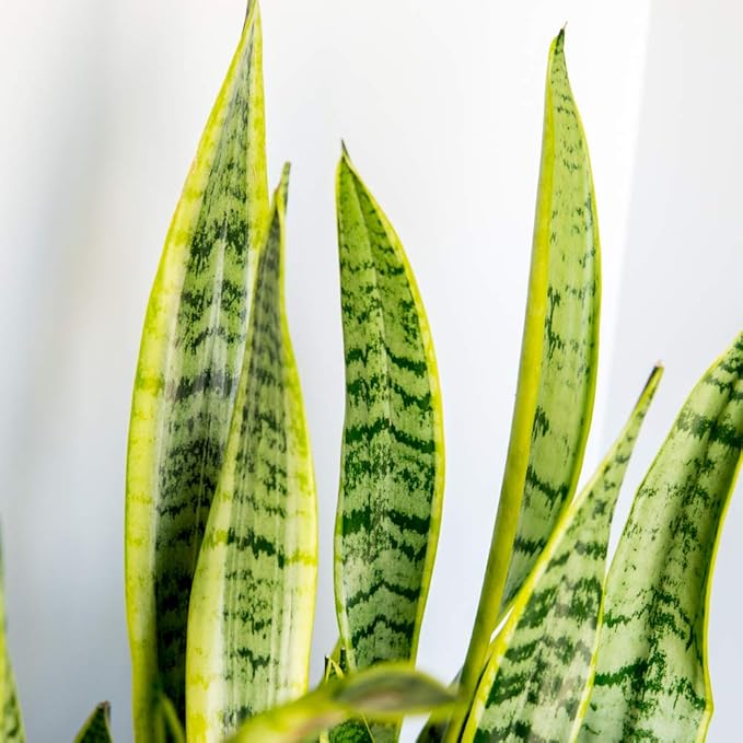 Perfect Plants Snake Plant Sansevieria Trifasciata Laurentii 16in Tall | Easy Care Houseplant | Perfect for Low to Bright Light Conditions, 6 in Grower's Pot