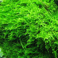 5 Portions Willow Moss Christmas Moss Live Aquarium Plant Freshwater