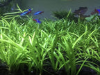 15x Dwarf Sagittaria Subulata Dwarf Sag Live Aquarium Plants Aquatic Carpet Plant Buy 2 GET 1FREE