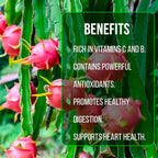 Dragon Fruit Edgar's Baby (4 Pack) | Real Live Fruit Plants for Sale | Rare Exotic Variety | Sweet Edible Fruit | Easy to Grow Live Plants for Organic Gardens. (Edgar's Baby)