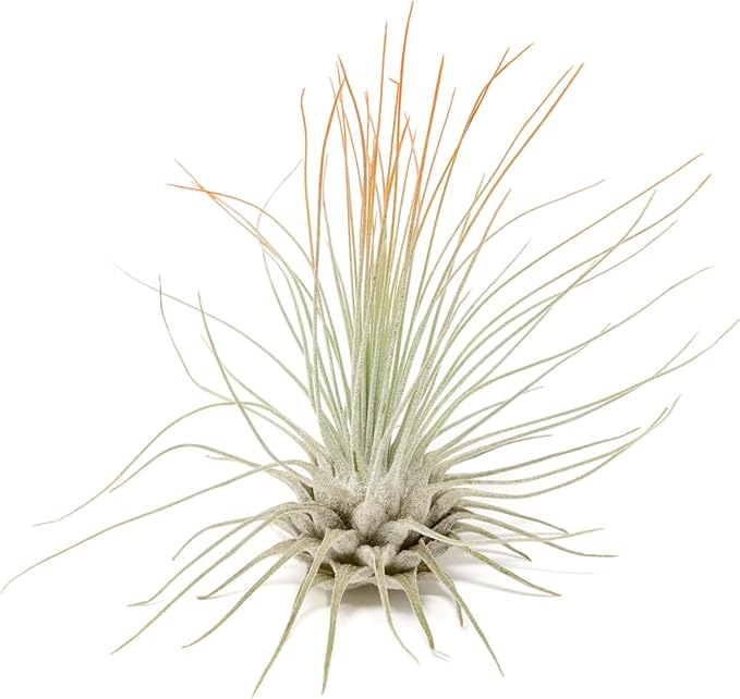 Tangerine Colorful Tillandsia Air Plants - Long Lasting Color Enhanced Live Tillandsia Succulent House Plants - Home and Garden Decor - Easy Care Indoor/Outdoor Plants (Argentea Thin, Single)