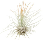 Tangerine Colorful Tillandsia Air Plants - Long Lasting Color Enhanced Live Tillandsia Succulent House Plants - Home and Garden Decor - Easy Care Indoor/Outdoor Plants (Argentea Thin, Pack of 3)