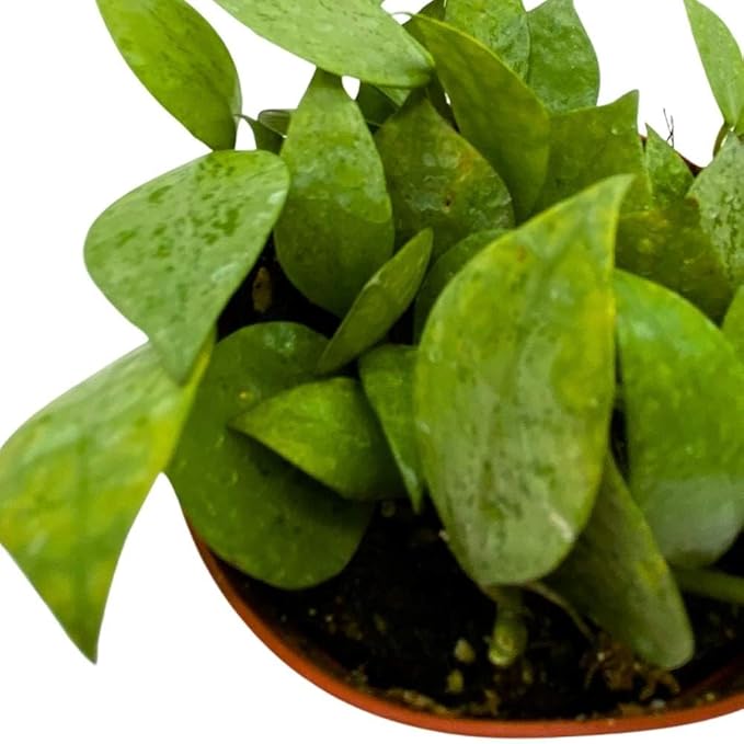 BubbleBlooms Hoya Krohniana Eskimo Super Silver, 4 inch Rare Exotic Indoor House Wax Plant