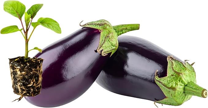 Classic Eggplant Live Plants 6-Pack – Garden-Ready Eggplant Plants for Raised Beds, Containers, or Outdoor Gardens – 2–5” Transplant-Ready Plug Plants