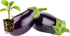 Classic Eggplant Live Plants 6-Pack – Garden-Ready Eggplant Plants for Raised Beds, Containers, or Outdoor Gardens – 2–5” Transplant-Ready Plug Plants