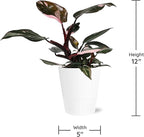 Green Circle Growers Live Pink Princess Philodendron in White Ceramic Pot – Vibrant Variegated Leaves, Perfect Indoor Houseplant, 5-Inch Decorative Planter