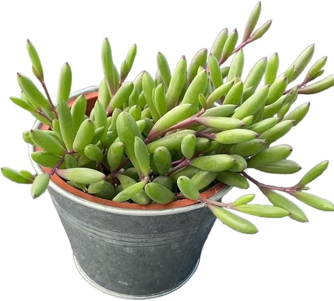 Sprout N Green 4" Ruby Necklace with Vintage Metal Pot, Live Othonna capensis L.H.Bailey Succulent, Purple Hanging Trailing House Plant for Home Office Wedding Decoration DIY Project Party Favor