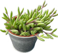 Sprout N Green 4" Ruby Necklace with Vintage Metal Pot, Live Othonna capensis L.H.Bailey Succulent, Purple Hanging Trailing House Plant for Home Office Wedding Decoration DIY Project Party Favor