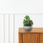 10” Large Succulents Plants Artificial in Ceramic Pots Potted Faux Succulent Arrangement with Black Bowl Pots Fake Desk Succulents Plants for Home Bathroom Shelf Table Indoor Decor