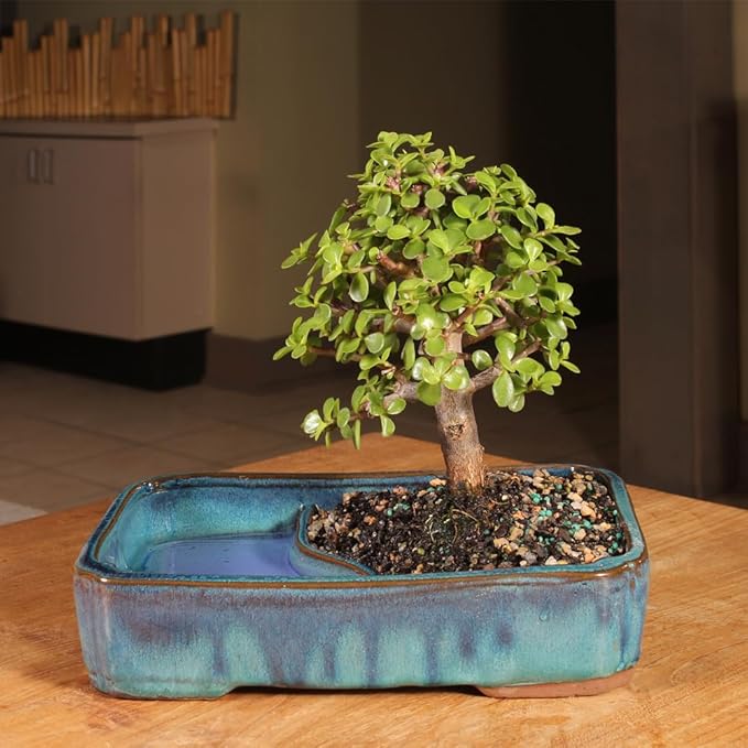 Brussel's Bonsai Live Dwarf Jade Bonsai Tree, Indoor - Medium, 4 Years Old, 8 to 12 Inches Tall - Jade Tree in Decorative Water Bonsai Pot