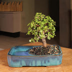 Brussel's Bonsai Live Dwarf Jade Bonsai Tree, Indoor - Medium, 4 Years Old, 8 to 12 Inches Tall - Jade Tree in Decorative Water Bonsai Pot