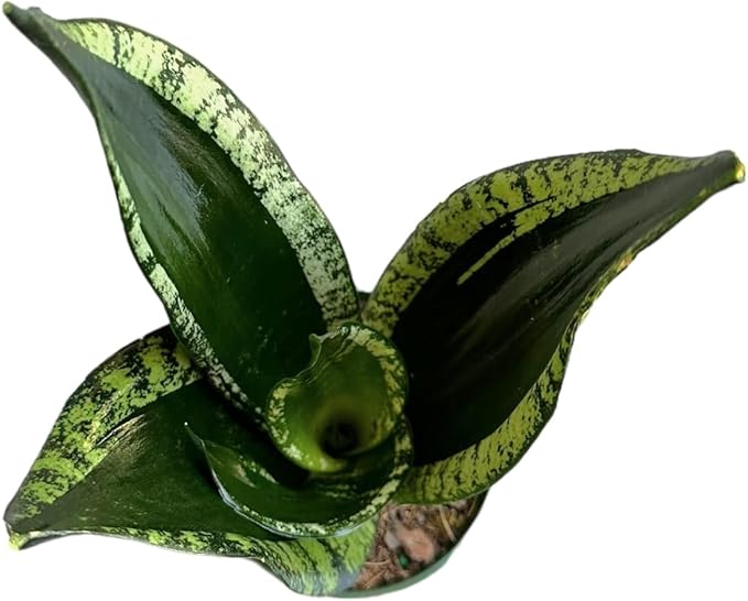 Snake Plant, Sansevieria Trifasciata, Whitney, Live Indoor Plant, 4 inch Pot