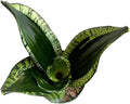 Snake Plant, Sansevieria Trifasciata, Whitney, Live Indoor Plant, 4 inch Pot
