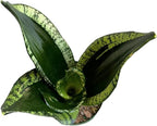 Snake Plant, Sansevieria Trifasciata, Whitney, Live Indoor Plant, 4 inch Pot