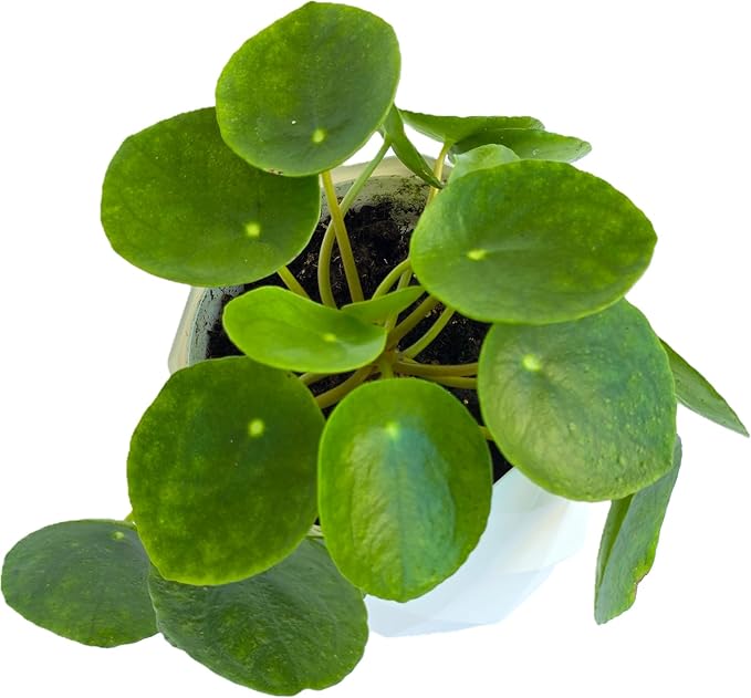 Chinese Money Plant Live (Pilea Peperomioides) in White Geometric Self-Watering Planter, Modern Indoor Houseplant, Minimalist Home & Office Desk Decor, Easy Care Gift, Air Purifying Plant