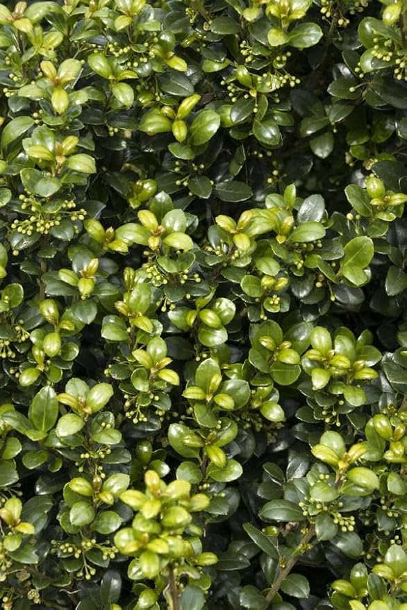 RedCrocus Steeds' Japanese Holly Ilex crenata Evergreen Shrub, Perfect for Hedges & Borders, Low Maintenance, Pet Safe, Container & Landscape Use 2' h 3 Gallon