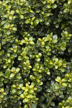RedCrocus Steeds' Japanese Holly Ilex crenata Evergreen Shrub, Perfect for Hedges & Borders, Low Maintenance, Pet Safe, Container & Landscape Use 2' h 3 Gallon