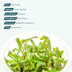 SubstrateSource Live Plant - Ammannia Gracillis Tissue Culture Aquatic Live Aquarium Plant - 100% Snail Free in Vitro Cup (Ammannia Gracillis)