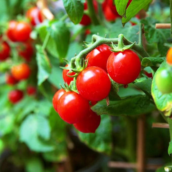 Dwarf Bush Cherry Tomatoes Seeds for Planting About 20 Seeds Indoor Tomato