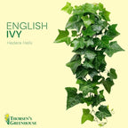 Live Green English Ivy Plant, Hedera Helix, Vining Plant, Live Indoor Plant, 4" Diameter Pot